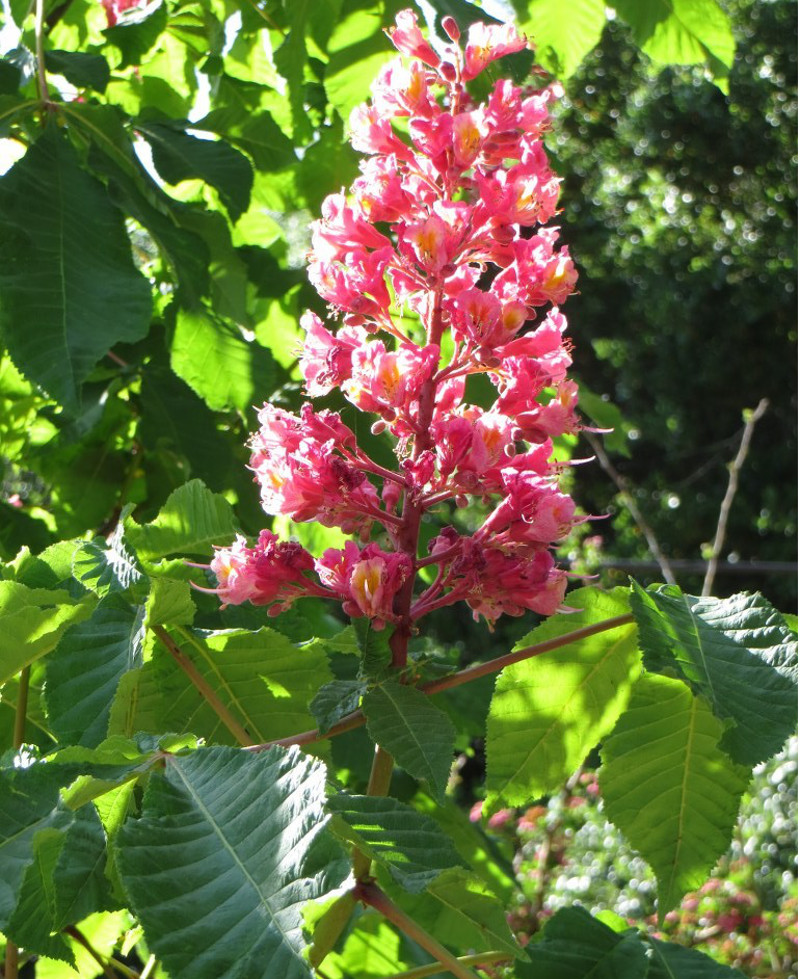 Buy Red Horse Chestnut Tree (Aesculus `Briotii`) online from UK